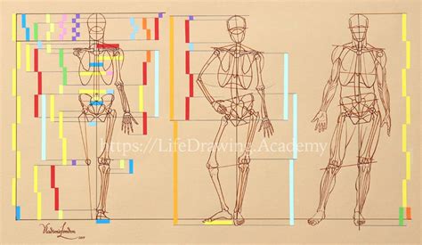 Body Proportions - Life Drawing Academy