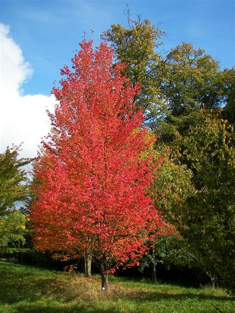 Maple Tree Root System