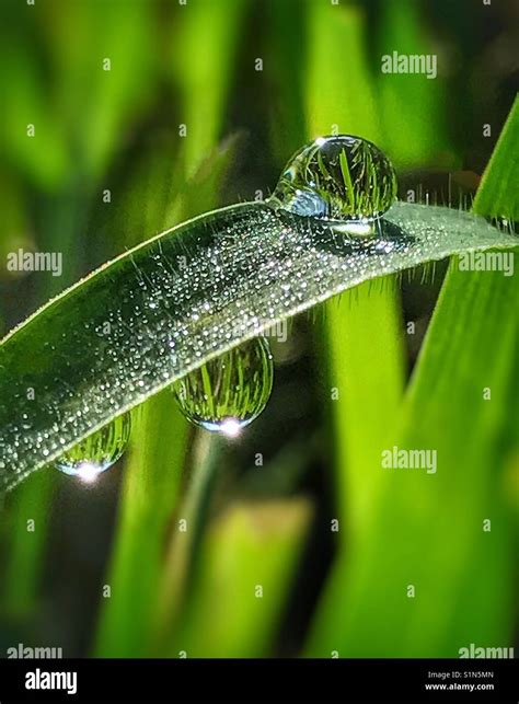 Top Dew Drops Images Amazing Collection Dew Drops Images Full K