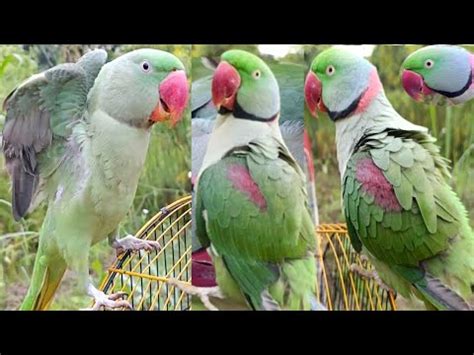 Parort Talking To Mitthu Raw Parrot And Ringneck YouTube