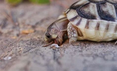 Tortuga Griega Caracter Sticas Cuidados Alimentaci N