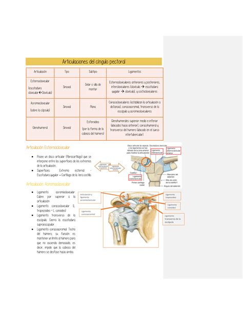 SOLUTION C Ngulo Pectoral Y Brazo Studypool