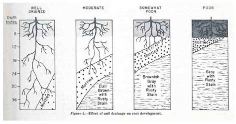 Testing Soil Drainage. Here's how to find out what sort of drainage you ...