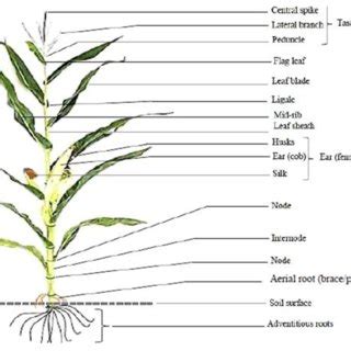 Corn Stem Parts