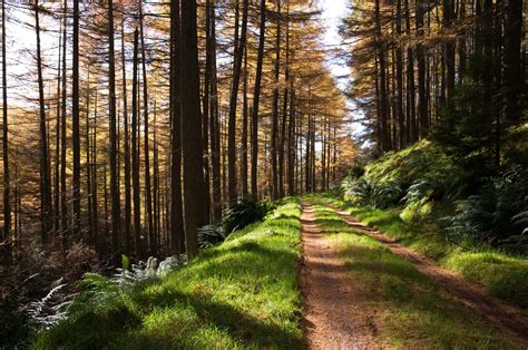 Fotos Gratis Paisaje árbol Naturaleza Bosque Desierto Planta