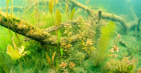 9 SCIENCE JoanMira MYSTERES SOUS L EAU DES LACS Un Bras Mort Du