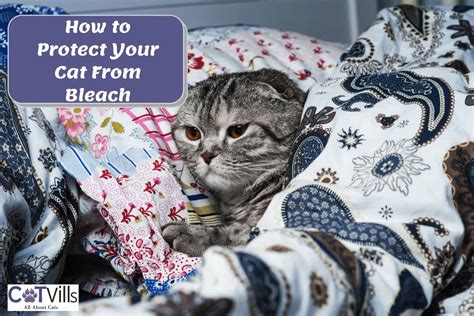 Why Do Cats Like Bleach Things You Need To Know