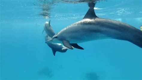 "Clymene Dolphin" Images – Browse 336 Stock Photos, Vectors, and Video ...