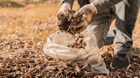 Begini Cara Membuat Pupuk Kompos Dari Daun Kering Mudah Dan Tak Bikin