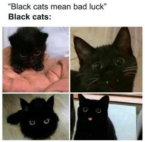 A Collection Of Laugh-Out-Loud Cat Memes (50 PICS) - Izismile.com