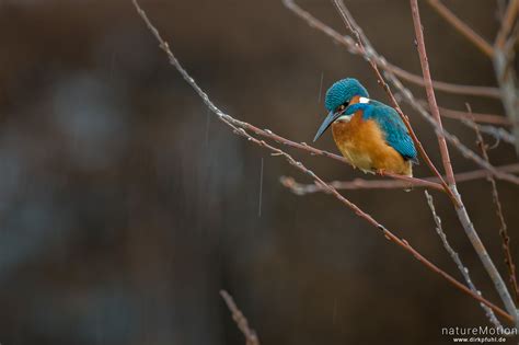 Eisvogel Alcedo atthis Eisvögel Alcedinidae Männchen Ansitz