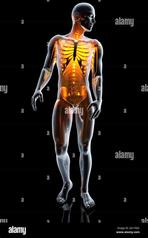 D Rendered Anatomy Illustration Of A Male Human Body With The Skeleton