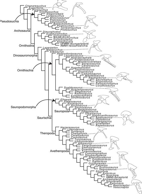 Convergences and Trends in the Evolution of the Archosaur Pelvis