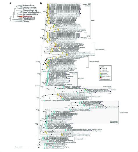 Major Phylogenetic Relationships Within The Perkinsea And Other