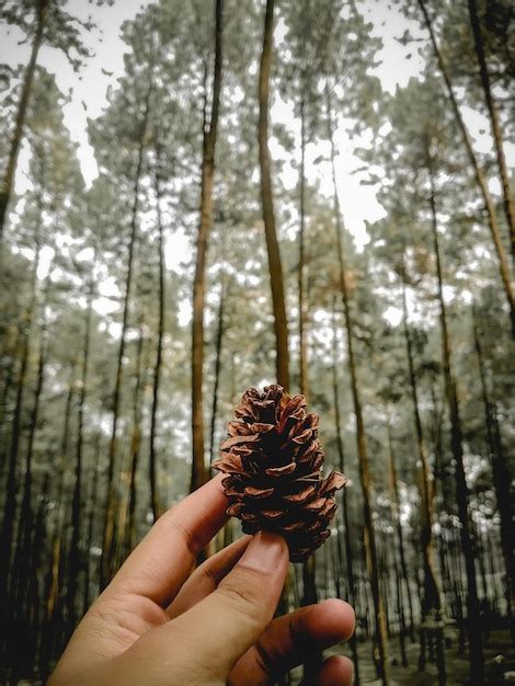 Premium Photo Cropped Hand Holding Pine Cone In Forest