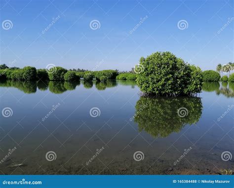 Water Surface Plants Water Surface Plants Mangrove Forest Palm Trees