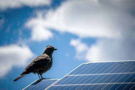 How Much Does It Cost To Pigeon Proofing Solar Panels