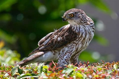 Orange County California Birds Of Prey Focusing On Wildlife