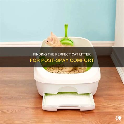 Finding The Perfect Cat Litter For Post Spay Comfort Petshun