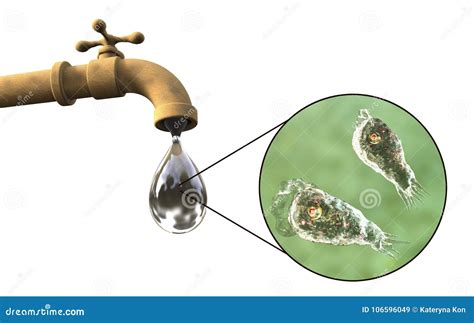 Cerveau Consommation Du Fowleri De Naegleria D Amibe Dans L Eau Du