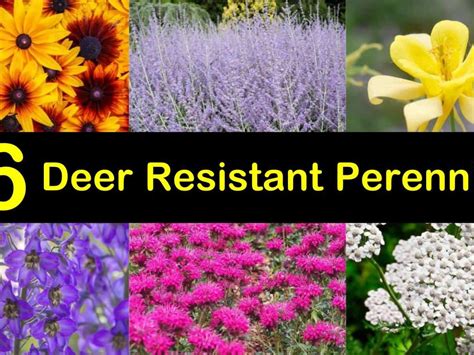 Deer Resistant Flowers Ohio Home Alqu