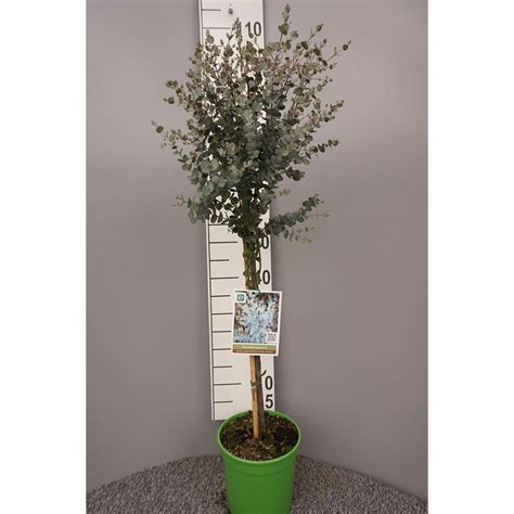 Eukalyptus Azura B Umchen Winterhart G Nstig Online Kaufen Garten