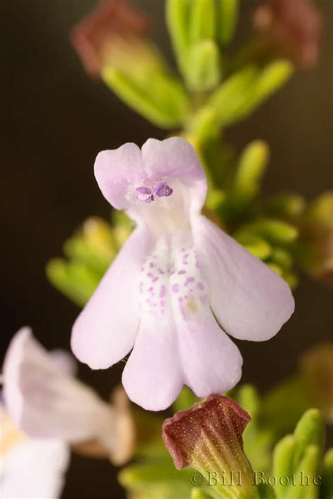 Ashe S Calamint Wildflowers Nature In Focus