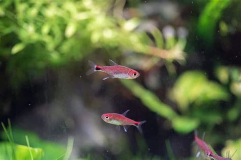 Glowlight Tetra Hemigrammus Erythrozonus Ultimate Care Guide Fish