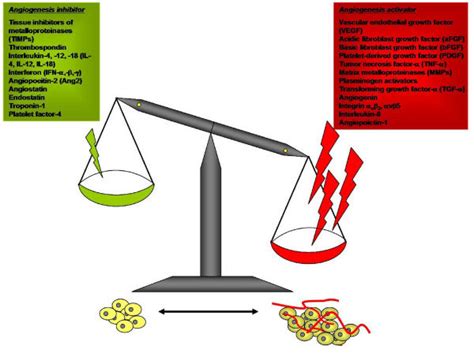 The Balance Hypothesis Of The Angiogenic Switch Angiogenesis Is