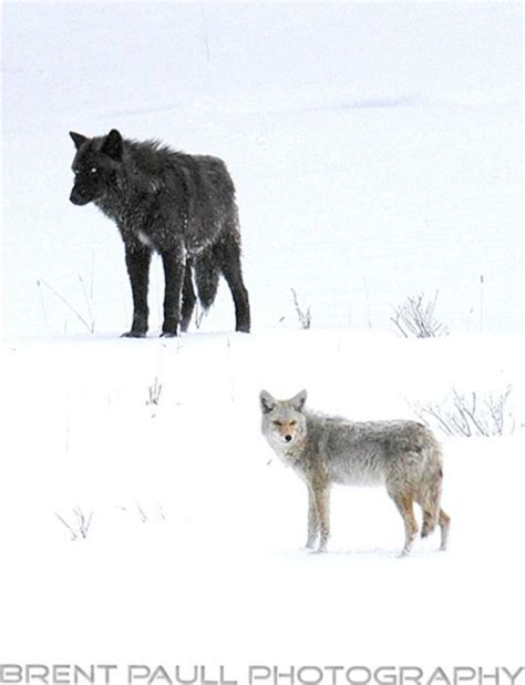 🔥 Gray wolf and coyote size comparison : r/NatureIsFuckingLit