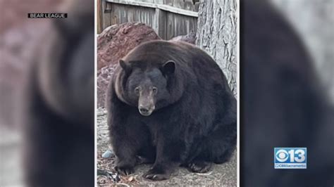 SAY CHEESE On Twitter UPDATE 500 Pound Bear Hank The Tank Won