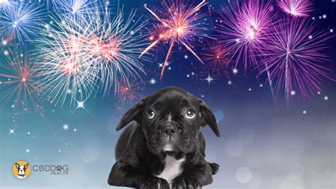 How To Help A Dog With Anxiety From Fireworks