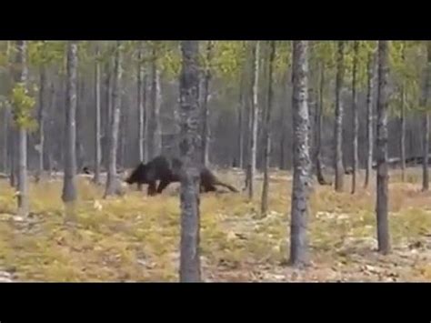 Abnormally large wolf attacks dog : natureismetal