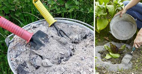 Como Usar Cinzas No Jardim Dicas De Aplica O Cuidados A Ter