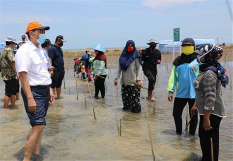 Menko Luhut Targetkan Ribu Ha Mangrove Dalam Tahun