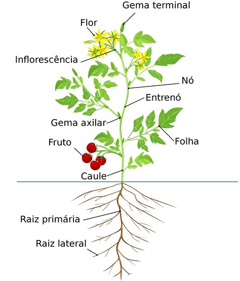 Tipos De Caule - Quais São os Tipos de Caule Aéreo? | Mundo Ecologia