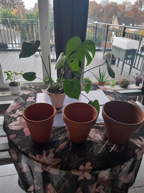 I Want To Repot My Monstera But What Pot Size Is Best Or Are They All