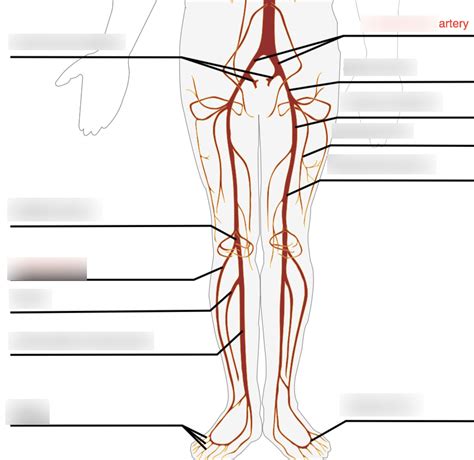 Lower Extremities Arteries Diagram Quizlet