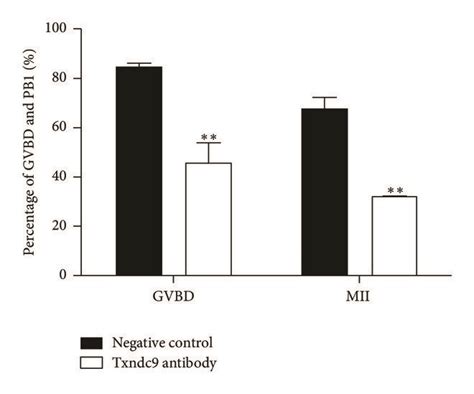 Effect Of Txndc Depletion On Mouse Oocyte Meiotic Maturation A