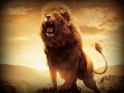 HD Lion Wallpapers 1080p - Wallpaper Cave