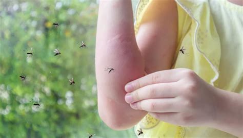 Alerta mosquitos cómo hacer repelente casero y evitar pagar una