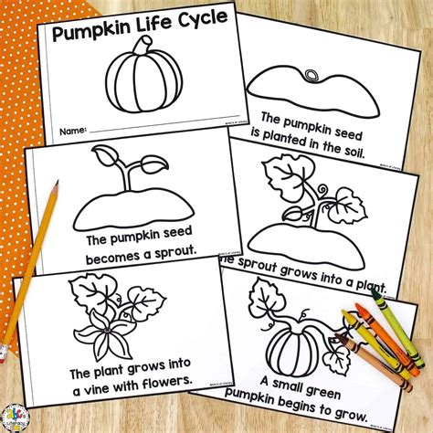 Printable Pumpkin Life Cycle Worksheet