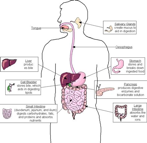 respiratory system diagram - ModernHeal.com