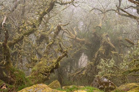 Wistman's Wood — Lars van de Goor