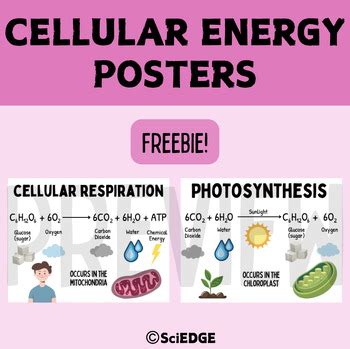 Cellular Energy Photosynthesis Cellular Respiration Posters