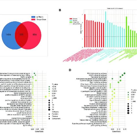 Bioinformatics Analysis Of Mir A Potential Genes Were