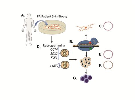 Experimental Schema A Cell Line Derivation Fibroblasts From A