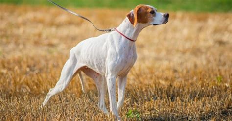 types  pointer dog breeds   animals