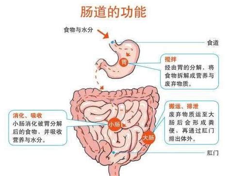 腸道的細菌數是人全身細胞的10 倍，原來是腸道的4道屏障保證的 每日頭條