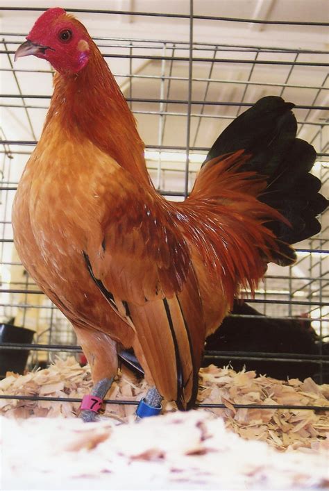 Ginger Red Old English Bantam Chicken Cackle Hatchery®